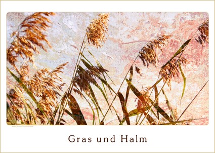 A3 BildartE.N. Kalender Gras und Halm 2015